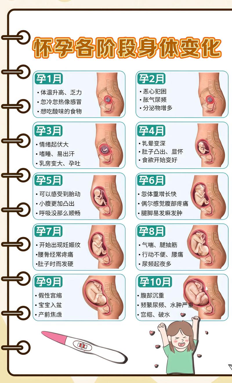 揭秘供卵代孕妈妈怀孕小腹分两节，孕期变化的奥秘呼伦贝尔代生机构: